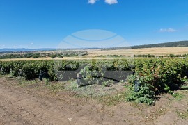 Село Ловско - малини - напояване