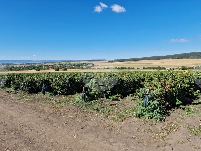 Село Ловско - малини - напояване