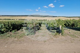 Село Ловско - малини - напояване