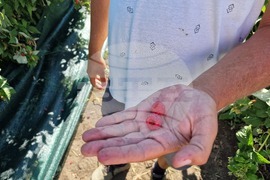 Село Ловско - малини - напояване