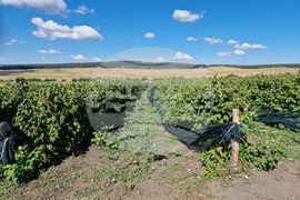 Село Ловско - малини - напояване