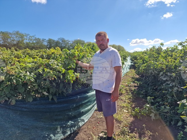 МЗХ облекчава земеделските стопани при подаване на заявления за искане на помощ