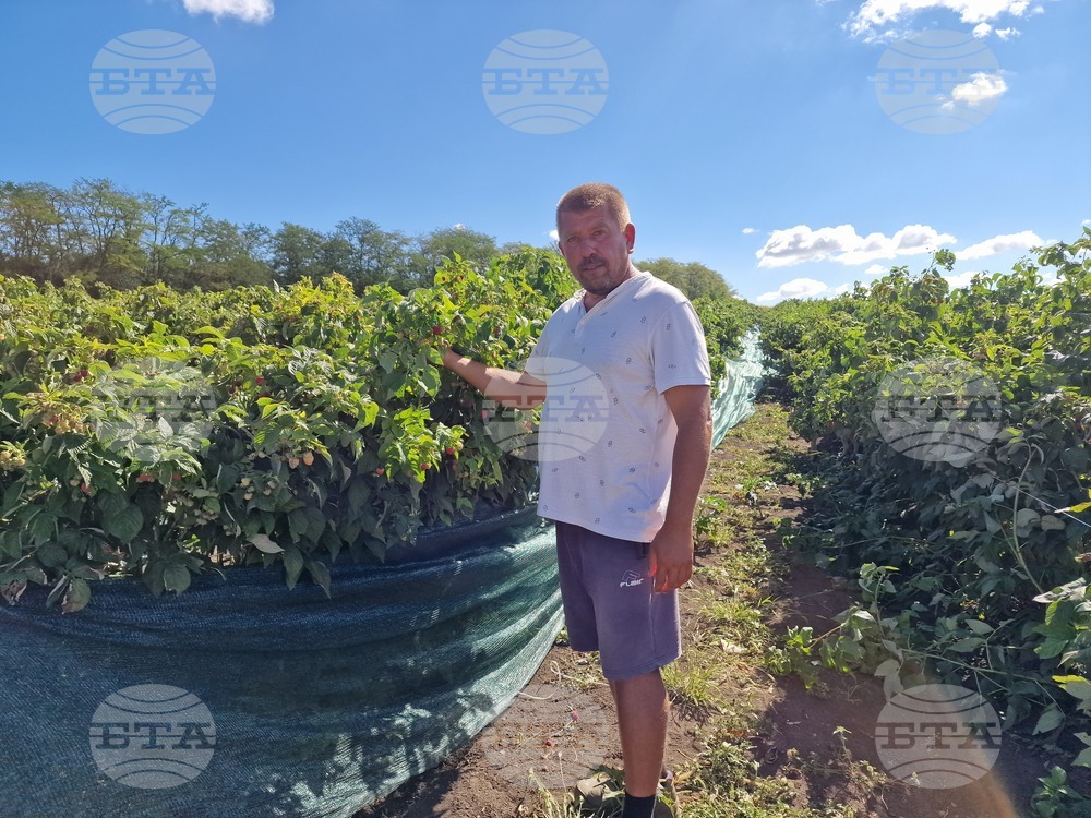 Село Ловско - малини - напояване