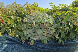 Село Ловско - малини - напояване