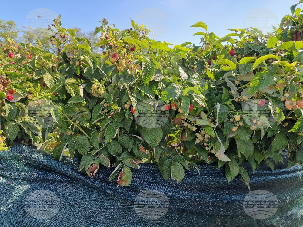 Село Ловско - малини - напояване