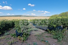 Село Ловско - малини - напояване