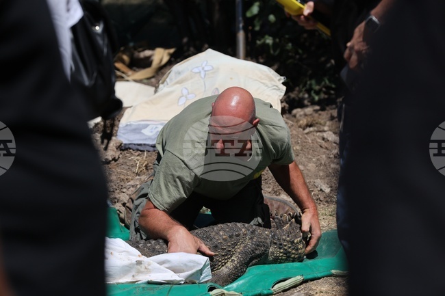 Квартал „Ботунец" - Софийски зоопарк - крокодил - иззет 