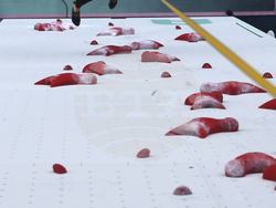 Paris Olympics Sport Climbing