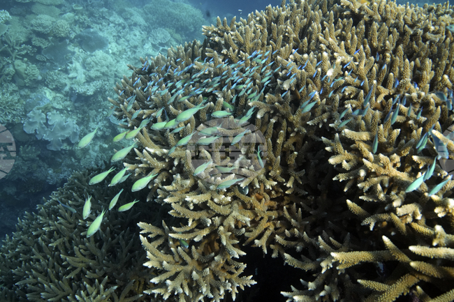 Учени разкриха как разпръскването на коралите заздравява кораловите рифове