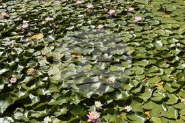 Търговище - водни лилии - парк „Борово око“