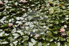 Търговище - водни лилии - парк „Борово око“