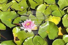 Търговище - водни лилии - парк „Борово око“