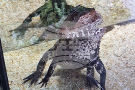 Квартал „Люлин" - магазин за акваристика и тераристика