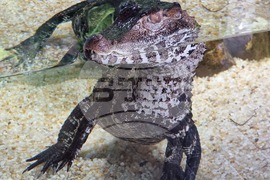 Квартал „Люлин" - магазин за акваристика и тераристика