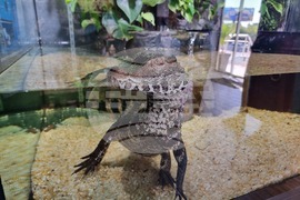 Квартал „Люлин" - магазин за акваристика и тераристика