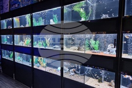 Квартал „Люлин" - магазин за акваристика и тераристика