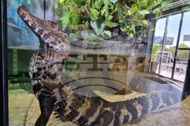 Квартал „Люлин" - магазин за акваристика и тераристика