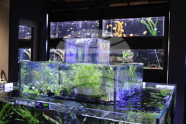 Квартал „Люлин" - магазин за акваристика и тераристика