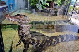 Квартал „Люлин" - магазин за акваристика и тераристика