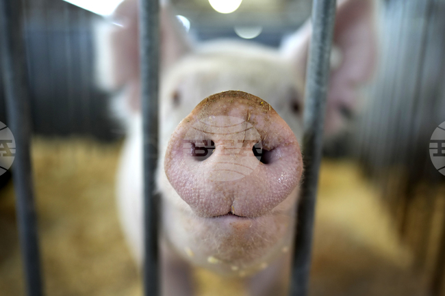 Националната сигурност е изложена на опасност заради незаконни дейности в свинеферми, казва хърватският министър на земеделието