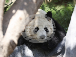 California San Diego Pandas