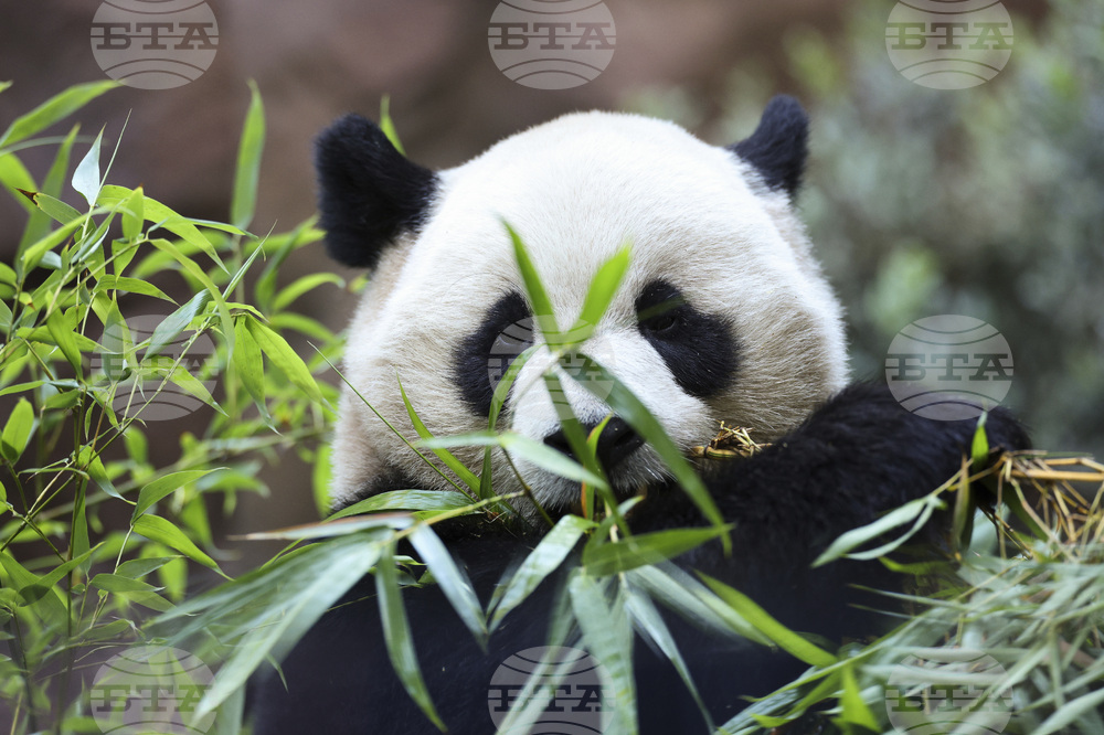 Двете панди в зоопарка в Сан Диего бяха звездите на празненствата за Лунната Нова година 