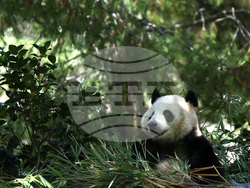 California San Diego Pandas