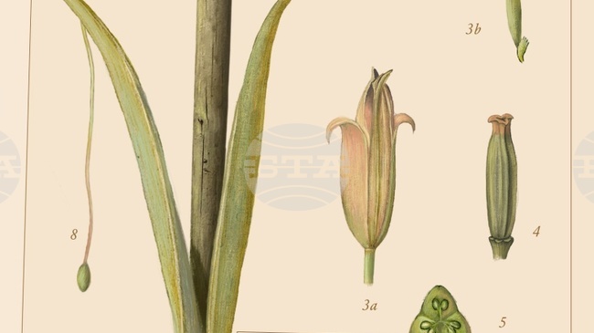 „Градинарят и смъртта“ на Георги Господинов стана Книга на годината в класацията на германското радио SWR 