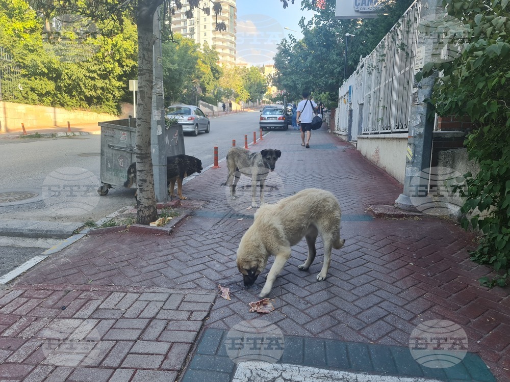 В Турция са предприети разследвания, свързани с нападенията от бездомни кучета, обяви министърът на правосъдието