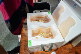 Панагюрище - златно съкровище - оригинал - експониране