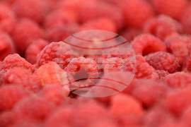 Лозница - Фестивал на малината