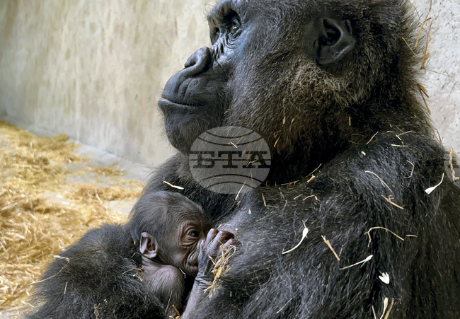 Женските горили доминират над мъжките, въпреки че са наполовина по-дребни, показва проучване