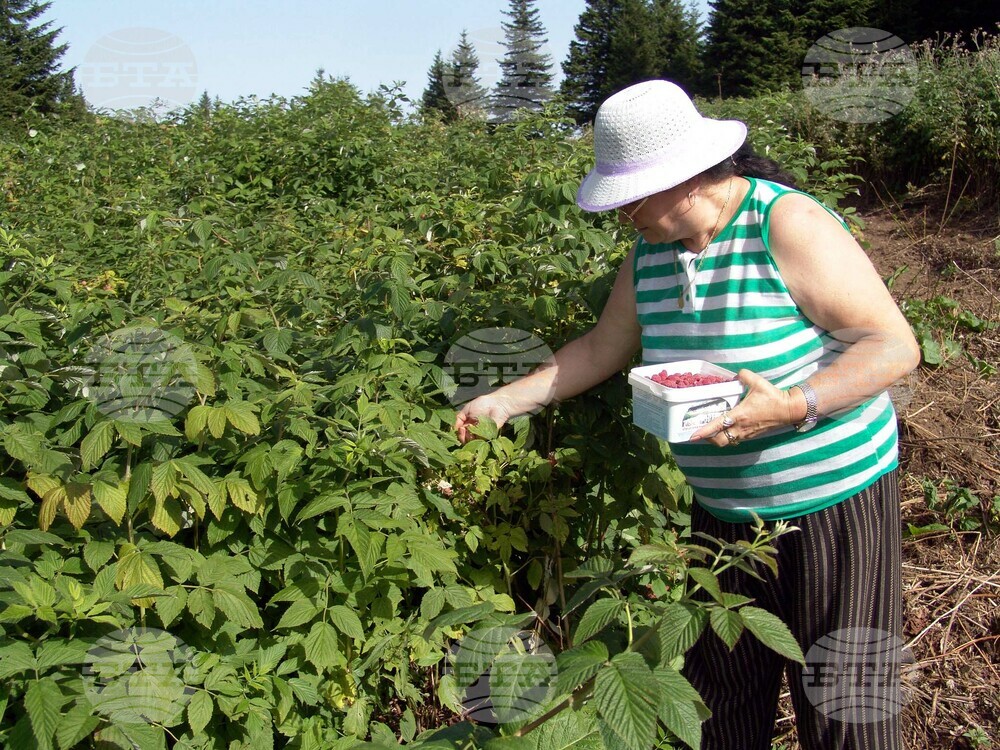 Raspberry Festival Opens in Balkan Mountain near Berkovitsa