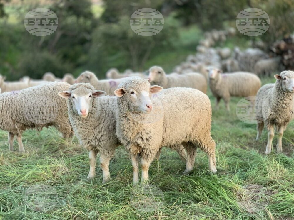 Ruse Regional Administration on Risk of Rinderpest Spreading from Romania