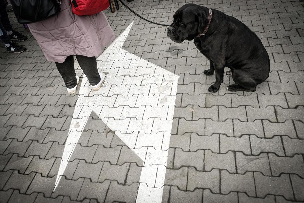 За по-строги законови мерки за защита на животните призова Фондация "Четири лапи"