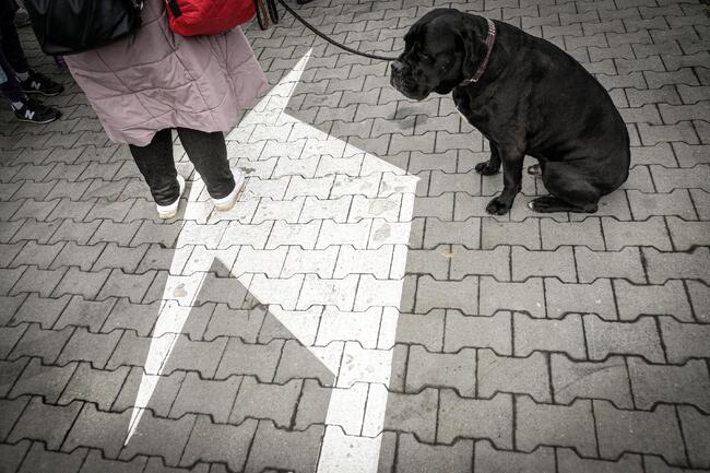 За по-строги законови мерки за защита на животните призова Фондация "Четири лапи"