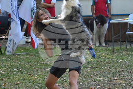 Вършец - „Българско овчарско куче“ - киноложка изложба