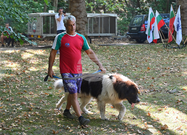 Вършец - „Българско овчарско куче“ - киноложка изложба