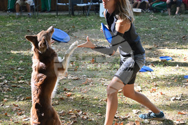 Вършец - „Българско овчарско куче“ - киноложка изложба