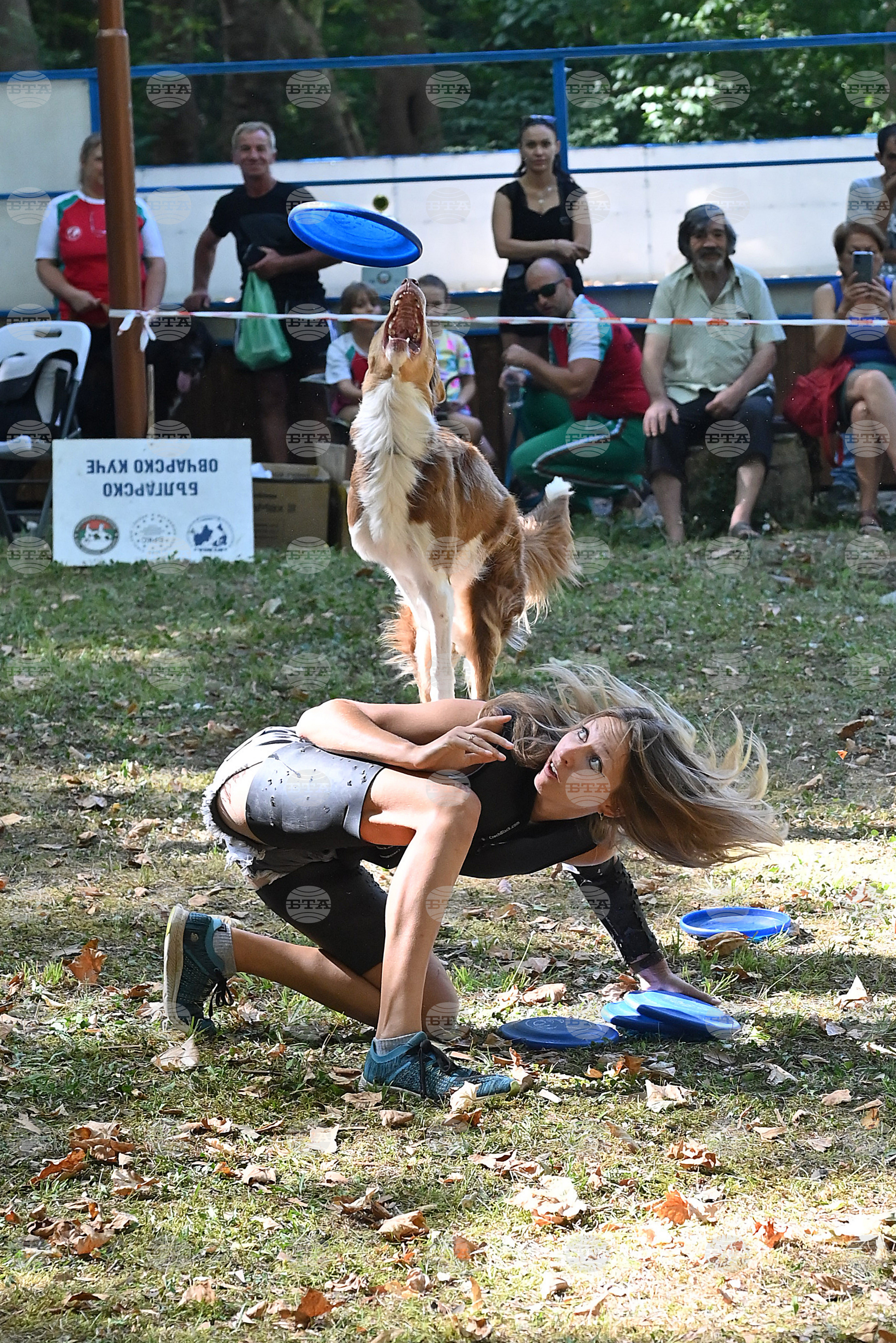 Вършец - „Българско овчарско куче“ - киноложка изложба