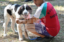 Вършец - „Българско овчарско куче“ - киноложка изложба