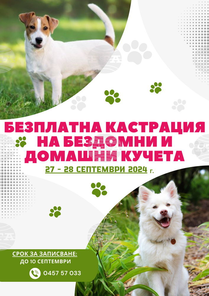 Безплатно кастриране на бездомни и домашни кучета ще се състои на 27 и 28 септември в Нова Загора