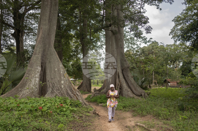 Масивните дълголетни дървета, открити в тропическите гори на Танзания, са от непознат досега вид