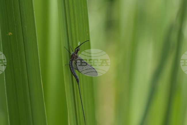 Ниското ниво на водата в река Дунав предизвиква огромни рояци от еднодневки в Будапеща