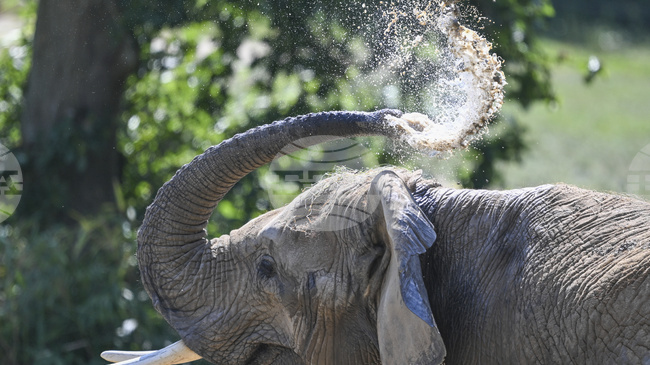 Мустаците на хобота на слоновете улесняват осезанието им, сочи проучване