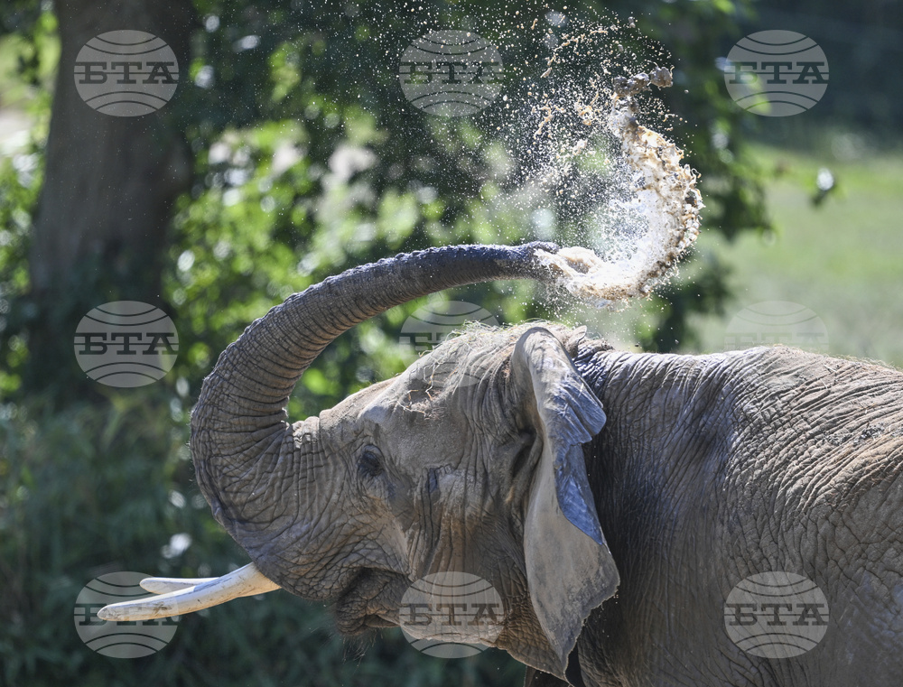 Мустаците на хобота на слоновете улесняват осезанието им, сочи проучване