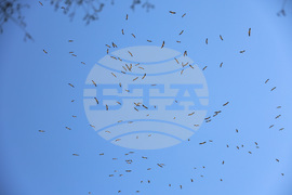 Бургас - щъркели - миграция