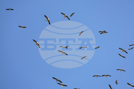 Бургас - щъркели - миграция