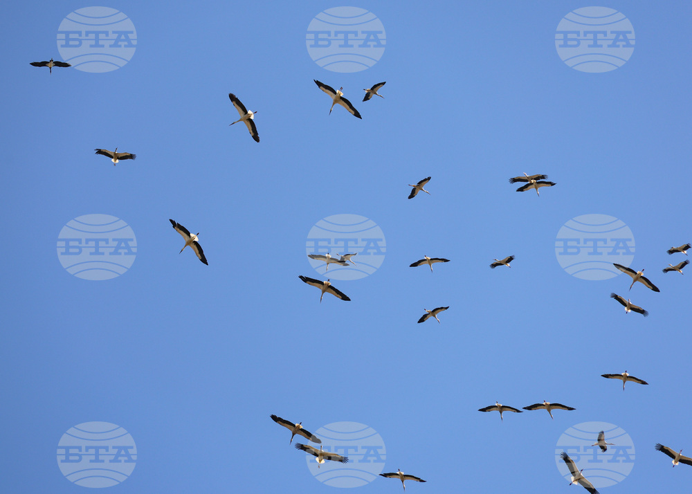 White Storks Flock in Sky over Burgas in Preparation of Autumn Migration