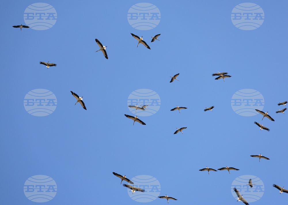 Бургас - щъркели - миграция